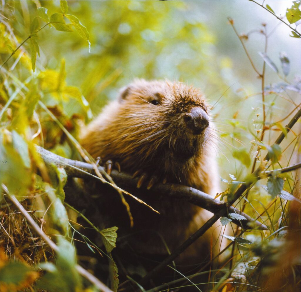 Beaver