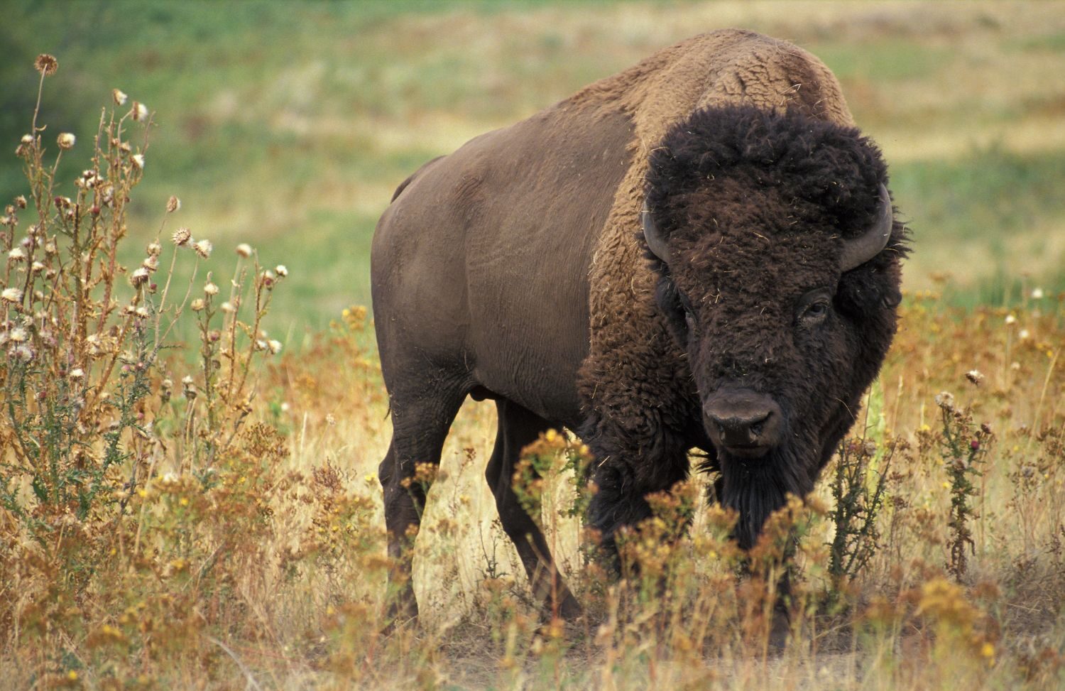 Buffalo