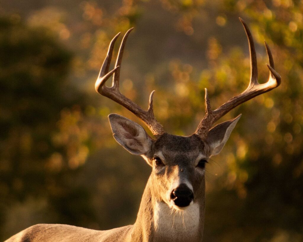 Deer