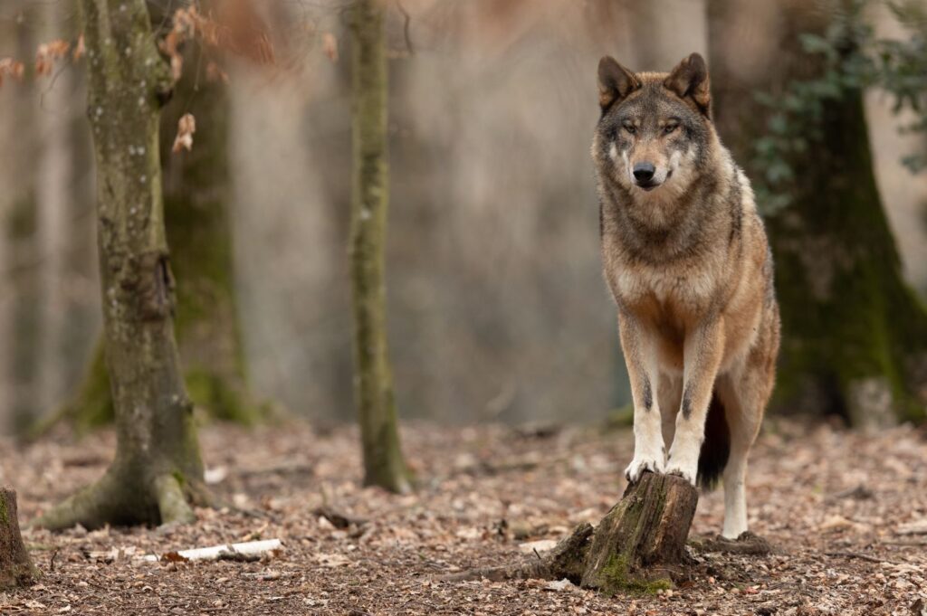Grey wolf