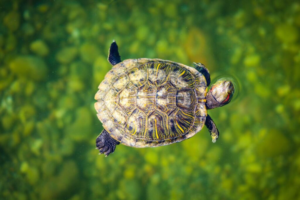 Turtle